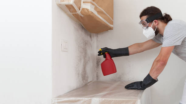 Professional Mold Remediation technician working in Bath, MI